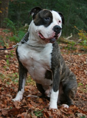 Beau
