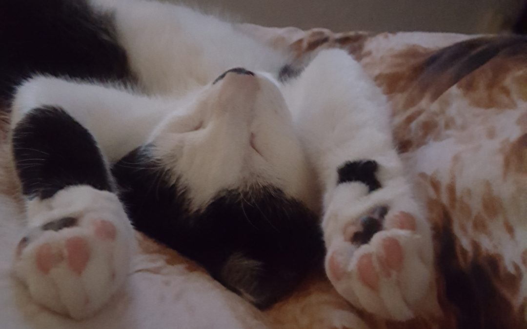 Penny,  was mattie