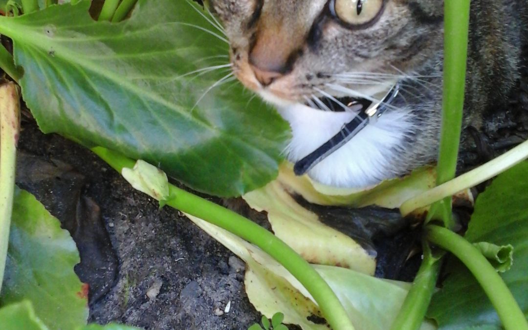 Sita ( was Diva )