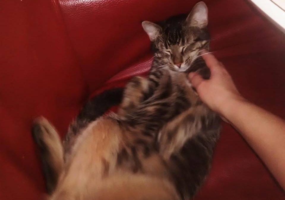 kitten Tom (Thomas)