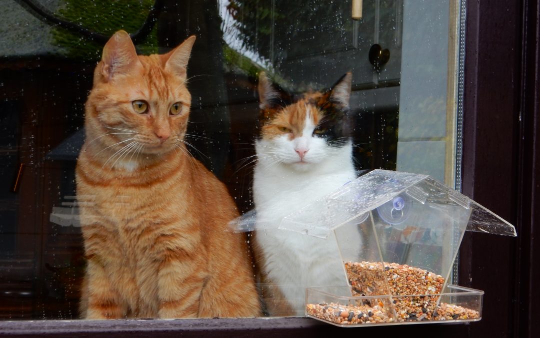 Sammie en Bo