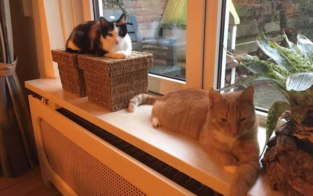 Tinus en Miep