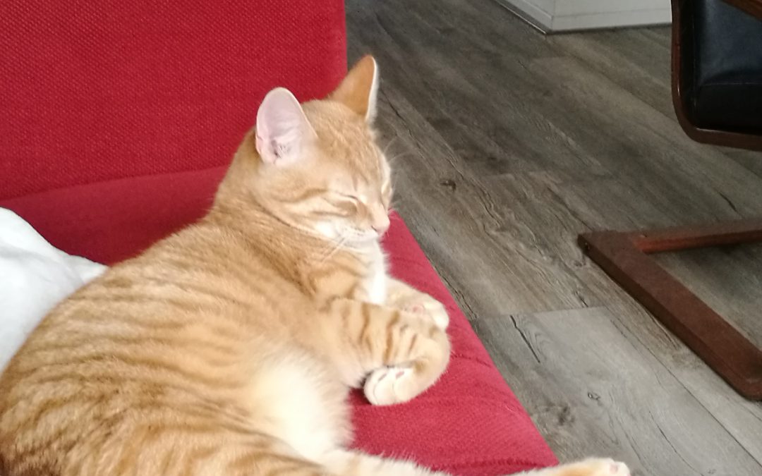 Bas, rode kater ( voorheen Tijmen)