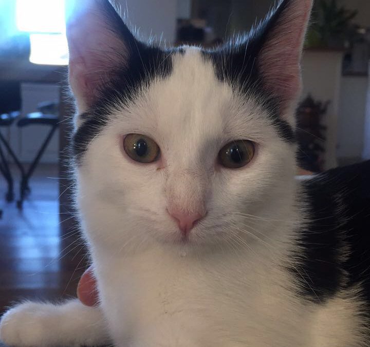 Luca