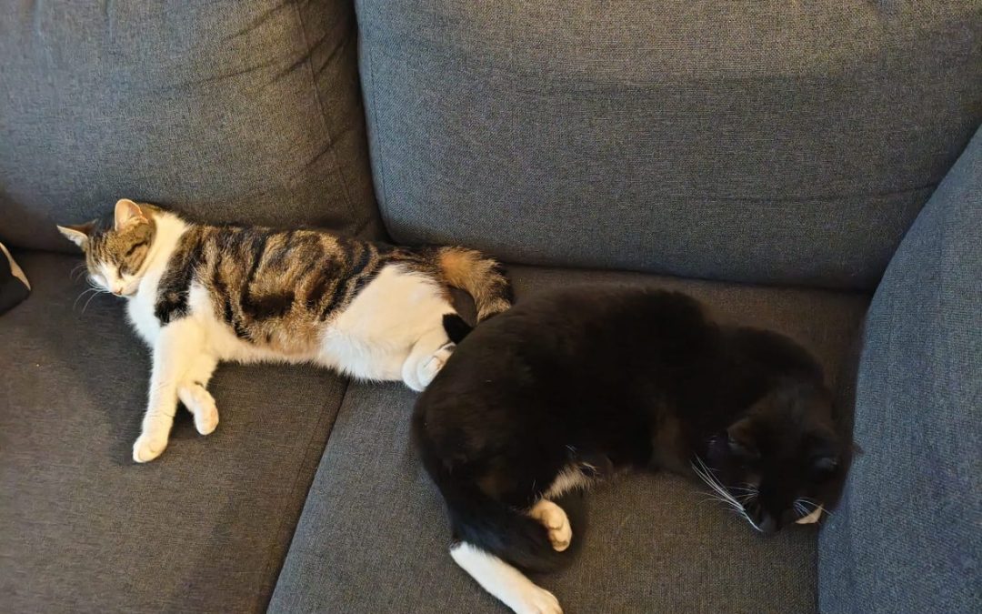 Pip (voorheen Sanne)