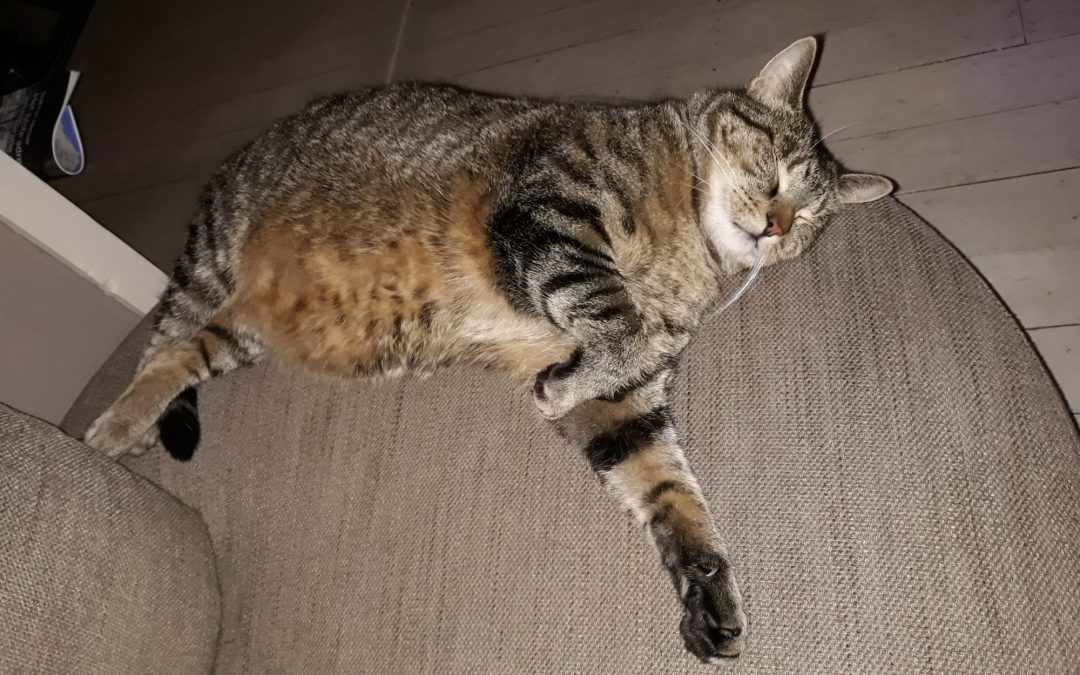 Semmie (voorheen Mietz)