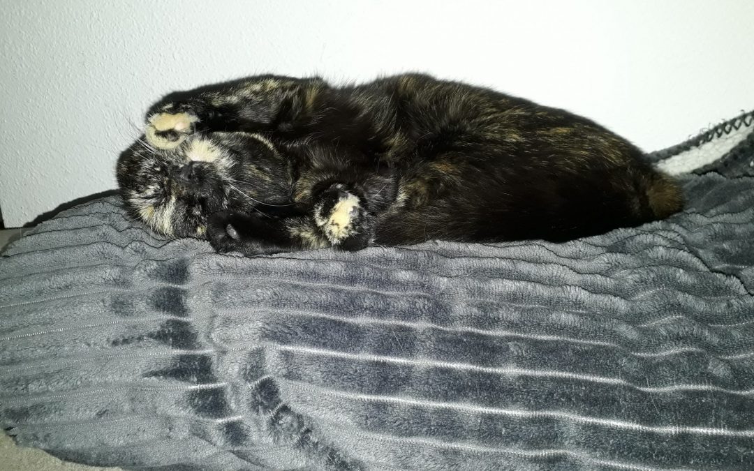 schildpad Anne